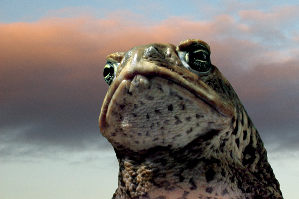 A cane toad of CANE TOADS: THE CONQUEST (Photo: Sundance Film Festival)