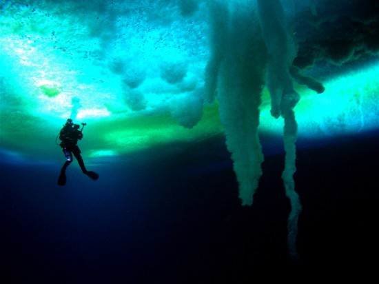 A diver under the ice 
Photo: Henry Kaiser