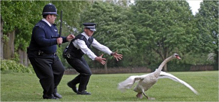 Nick Frost, left
Simon Pegg involved in village mayhem
in HOT FUZZ
Photo: Matt Nettheim/Rogue Pictures